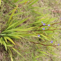 Aristea ecklonii Baker